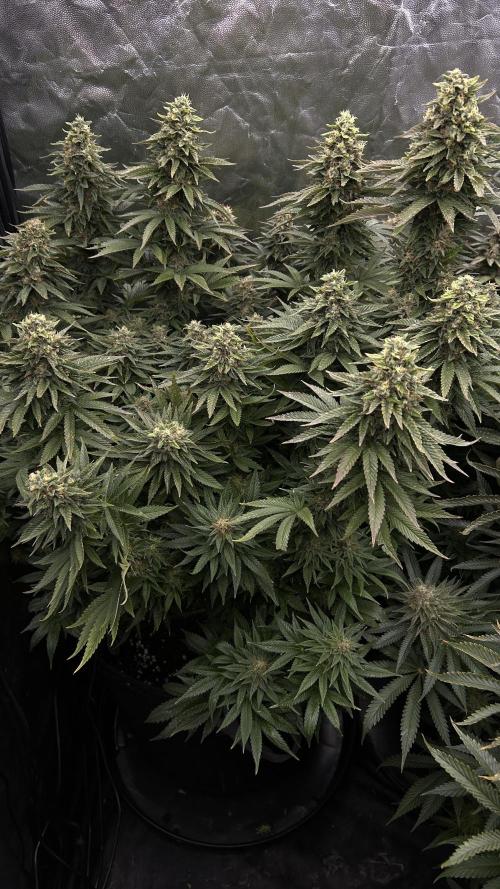 Fast Violet by Hombre seeds. Week 16