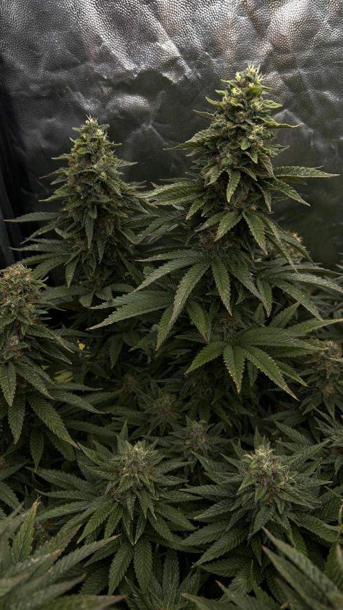 Fast Violet by Hombre seeds. Week 16