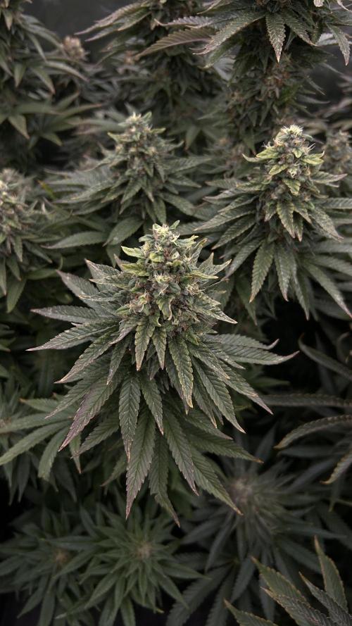 Fast Violet by Hombre seeds. Week 16