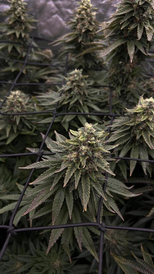 Fast Violet by Hombre seeds. Week 16