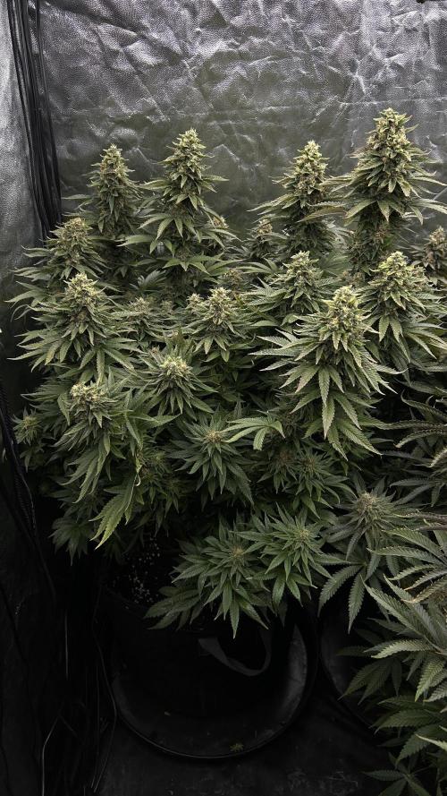 Fast Violet by Hombre seeds. Week 16