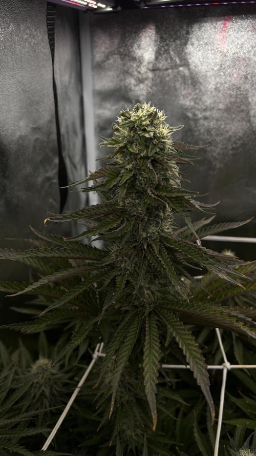 King Cartier. Week 6