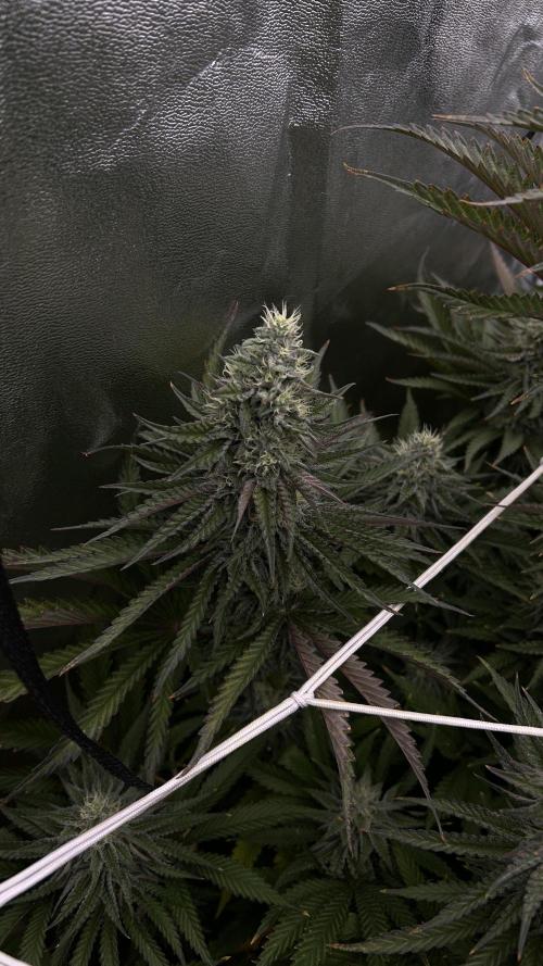 King Cartier. Week 6