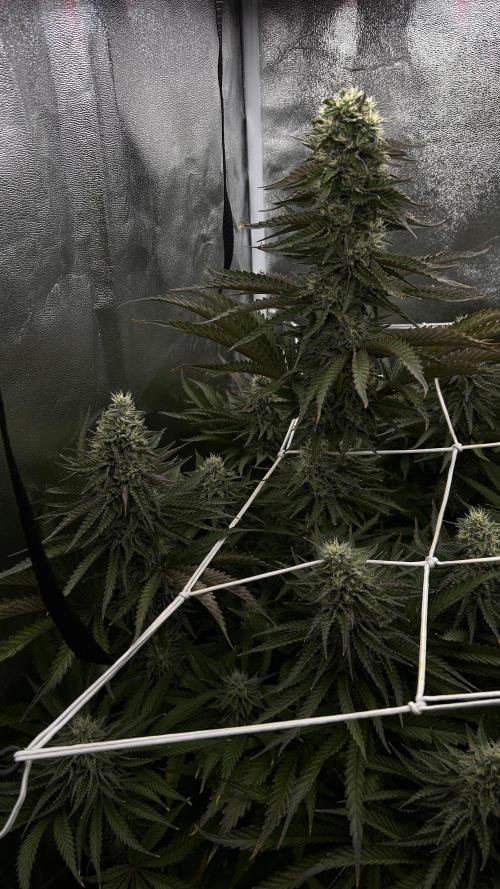 King Cartier. Week 6