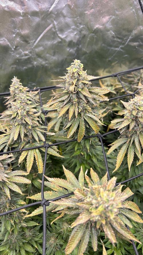 Fast Violet by Hombre seeds. Week 17