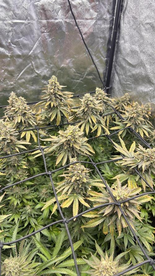 Fast Violet by Hombre seeds. Week 17