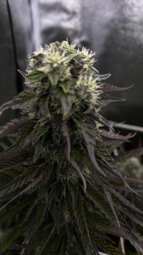 King Cartier. Week 7