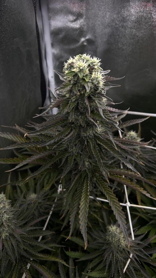 King Cartier. Week 7