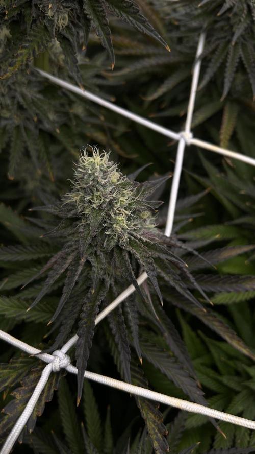 King Cartier. Week 7