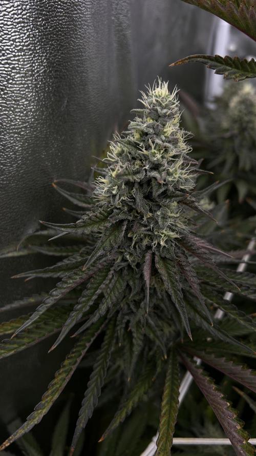 King Cartier. Week 7