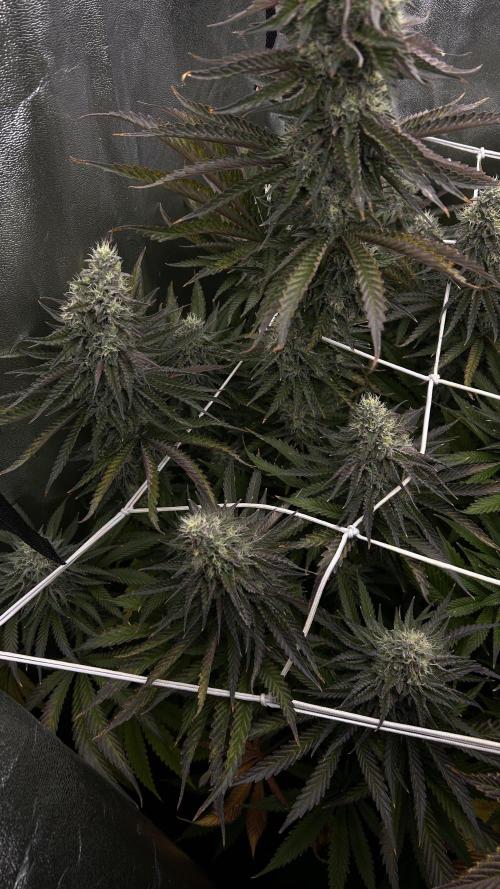 King Cartier. Week 7