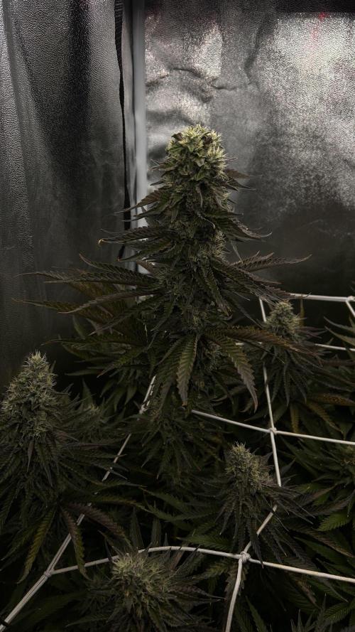 King Cartier. Week 7