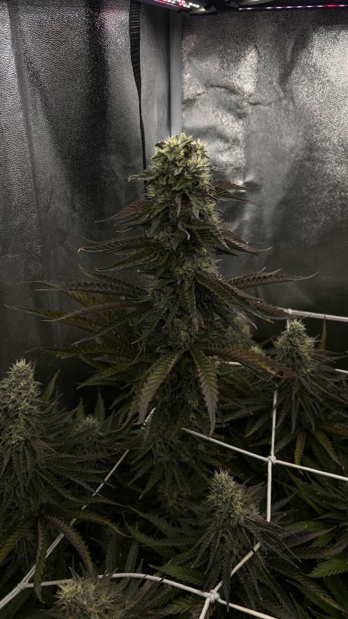 King Cartier. Week 7