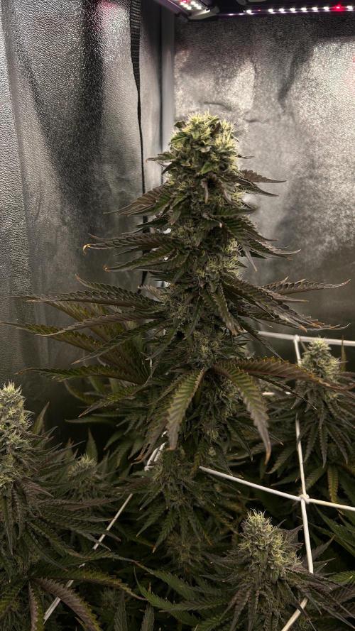 King Cartier. Week 7