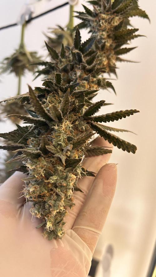 Candy Games #38 Happy Valley. Week 18