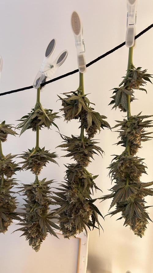 Candy Games #38 Happy Valley. Week 18