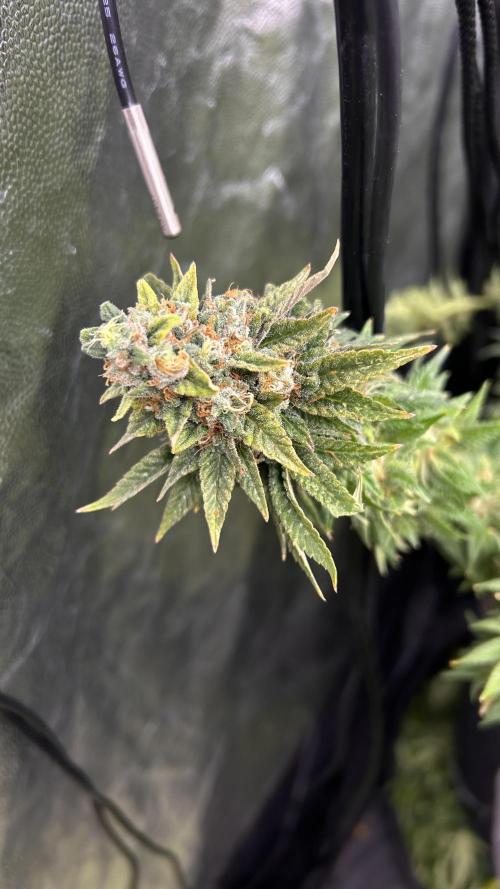 Fast Violet by Hombre seeds. Week 18