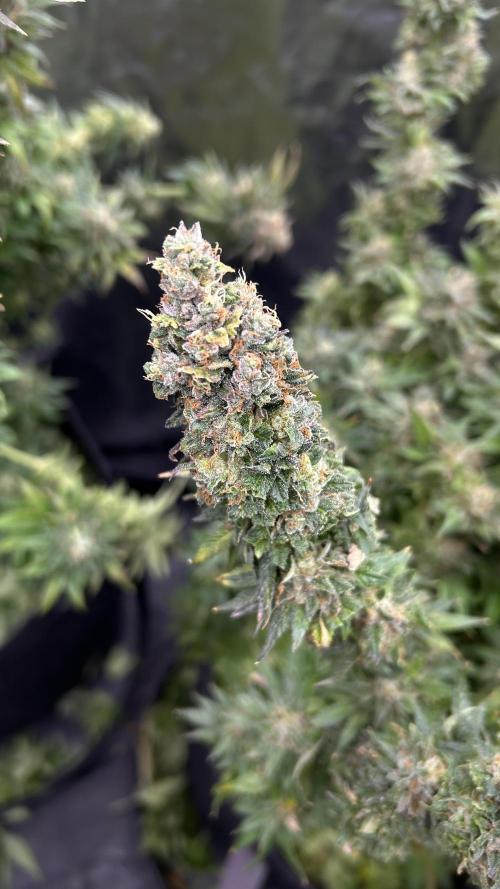 Fast Violet by Hombre seeds. Week 18