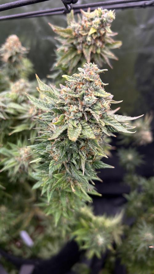 Fast Violet by Hombre seeds. Week 18