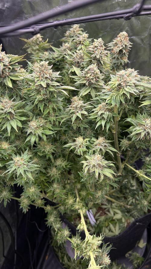 Fast Violet by Hombre seeds. Week 18