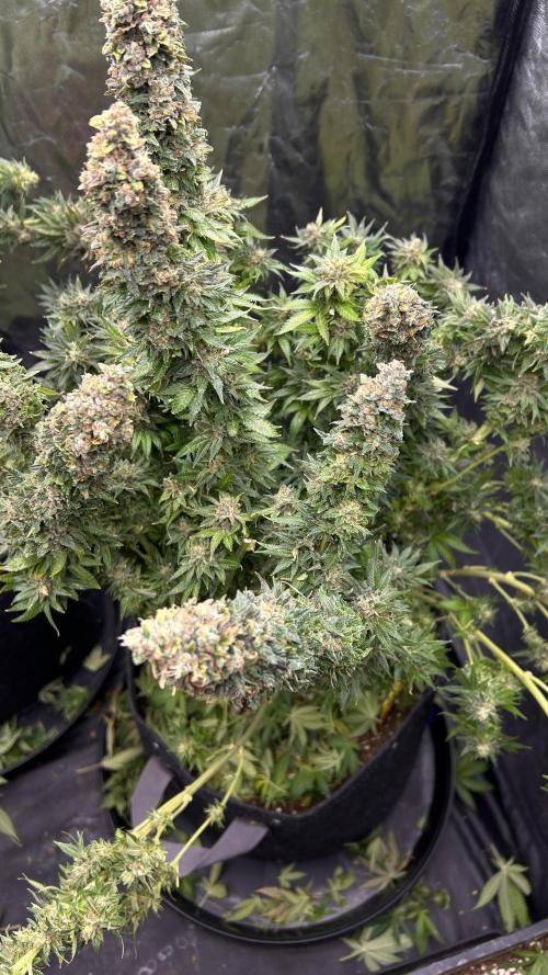 Fast Violet by Hombre seeds. Week 18