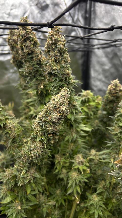 Fast Violet by Hombre seeds. Week 18