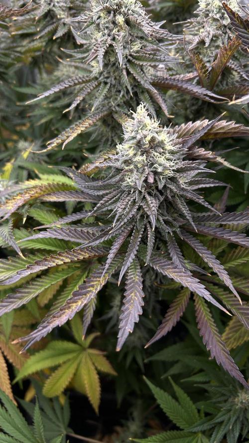 King Cartier. Week 8