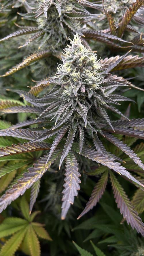 King Cartier. Week 8