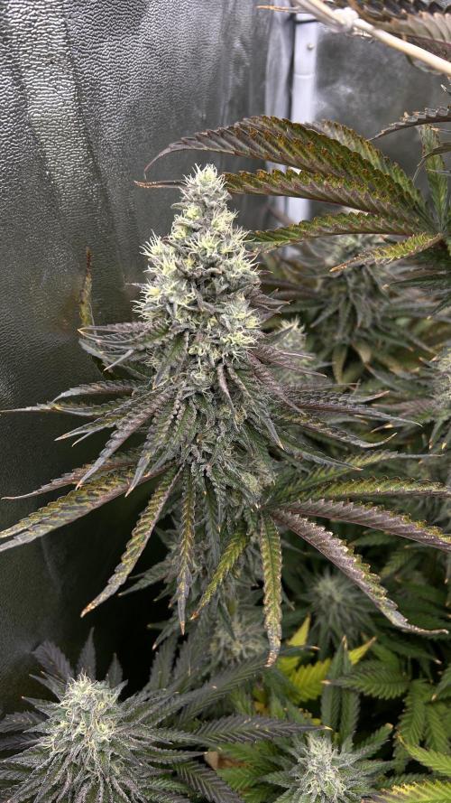 King Cartier. Week 8