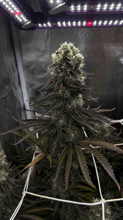 King Cartier. Week 9