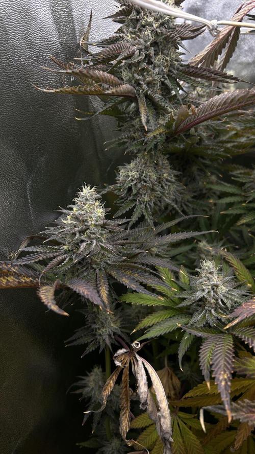 King Cartier. Week 9