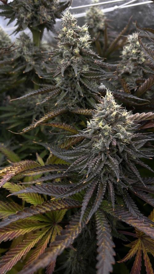 King Cartier. Week 9