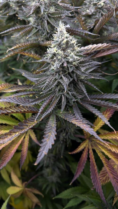 King Cartier. Week 9