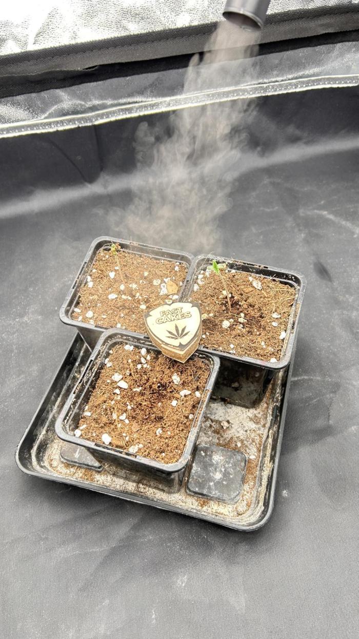 Fast Cakes by Hombre. Week 1