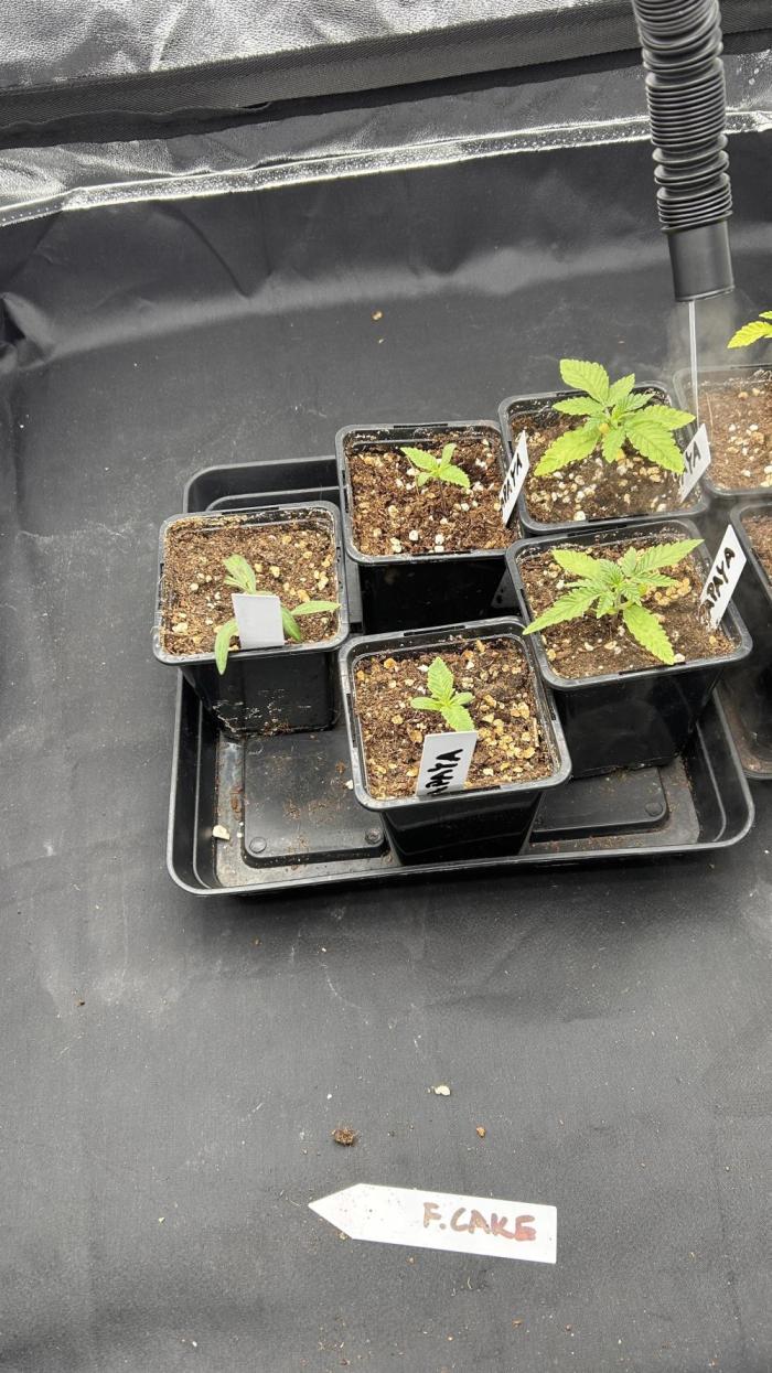 Papaya Zoap F1 Fast by Sweet Seeds. Week 2