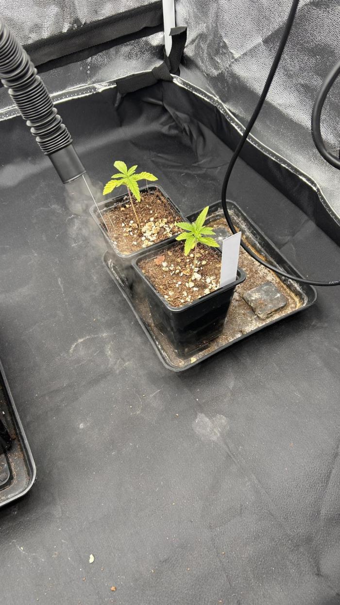 Fast Cakes by Hombre. Week 2