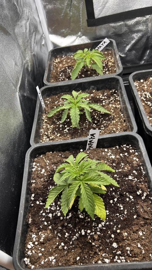 Fast Cakes by Hombre. Week 3