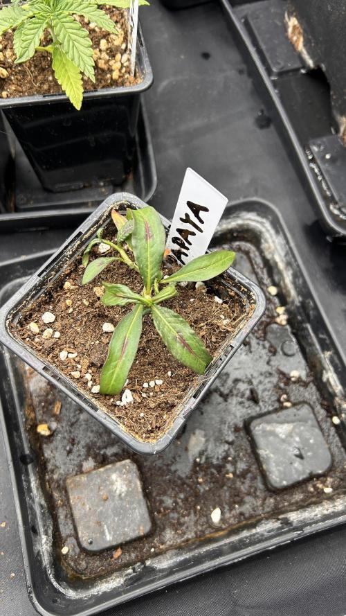 Fast Cakes by Hombre. Week 3