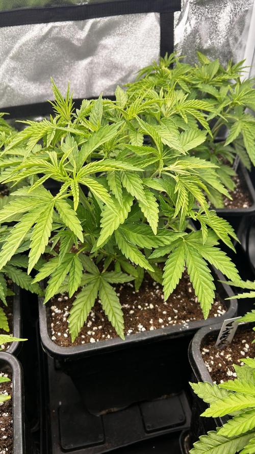 Fast Cakes by Hombre. Week 4