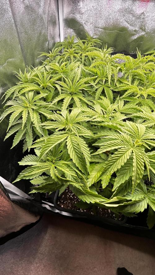 Papaya Zoap F1 Fast by Sweet Seeds. Week 4
