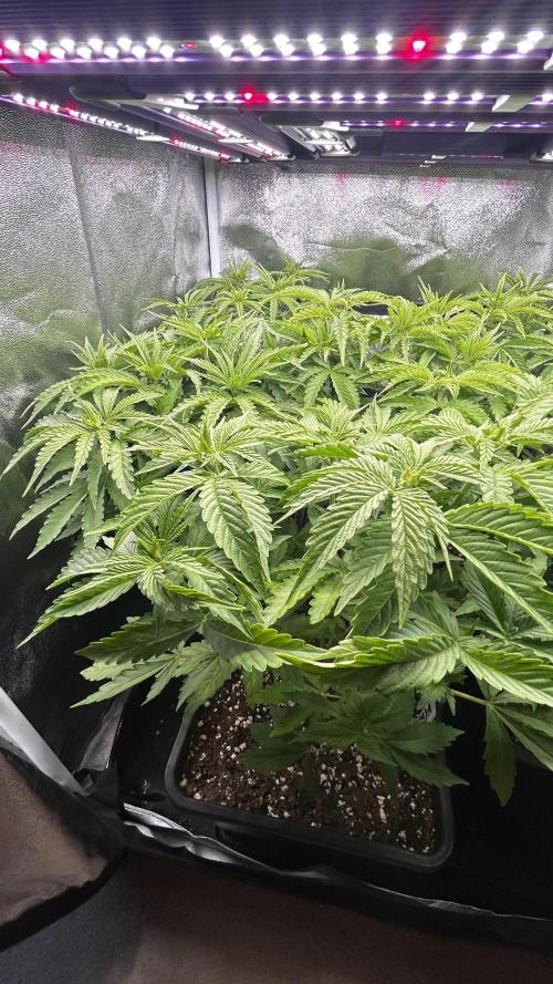 Papaya Zoap F1 Fast by Sweet Seeds. Week 4