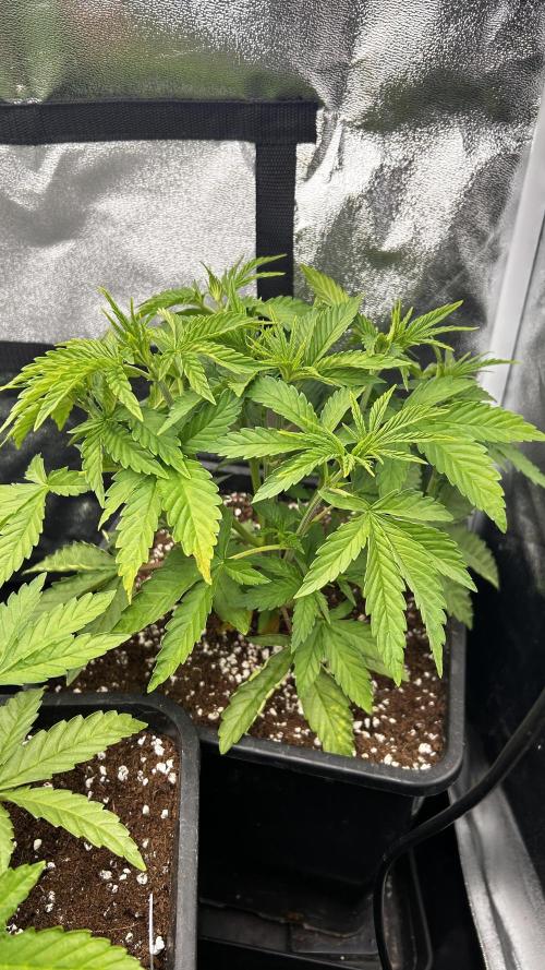 Papaya Zoap F1 Fast by Sweet Seeds. Week 5