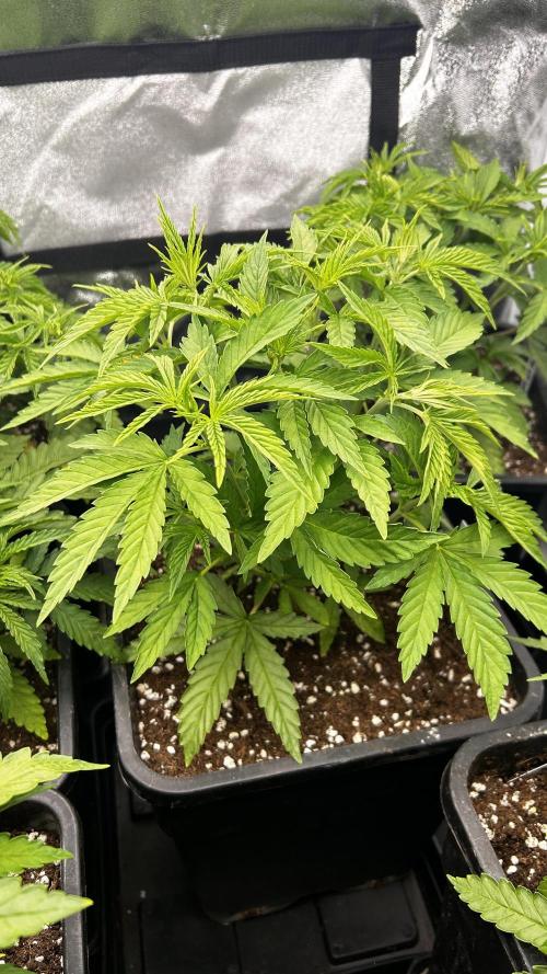 Papaya Zoap F1 Fast by Sweet Seeds. Week 5