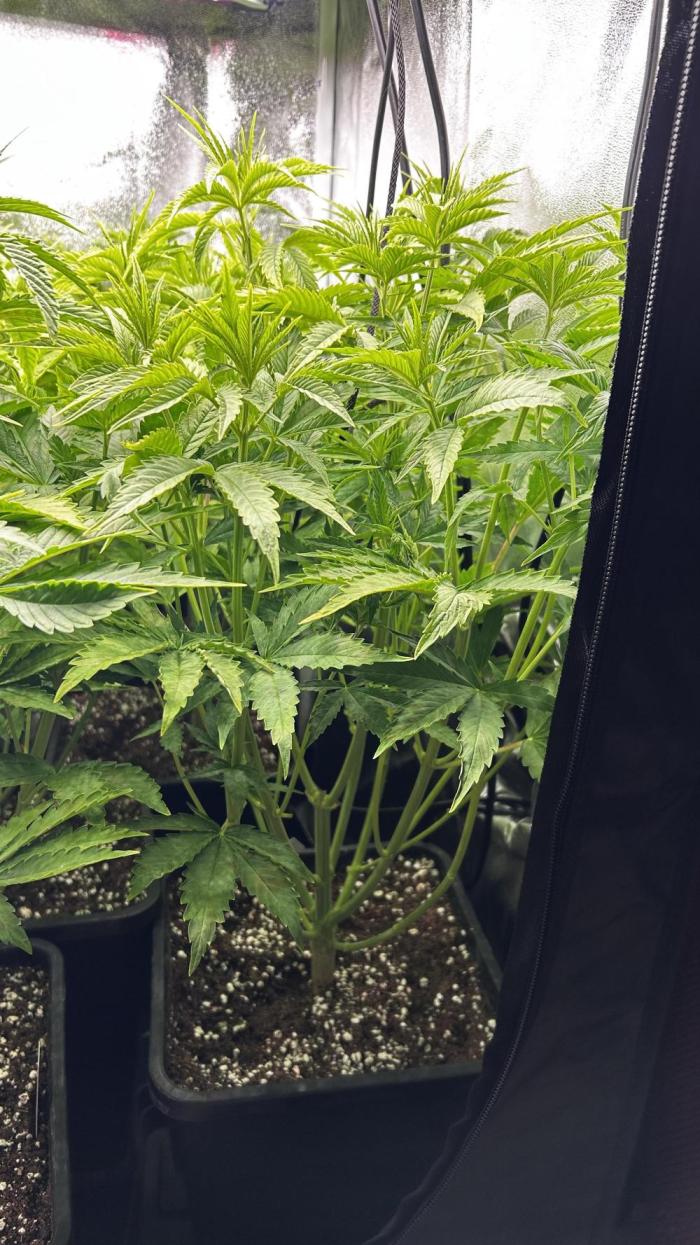 Fast Cakes by Hombre. Week 5
