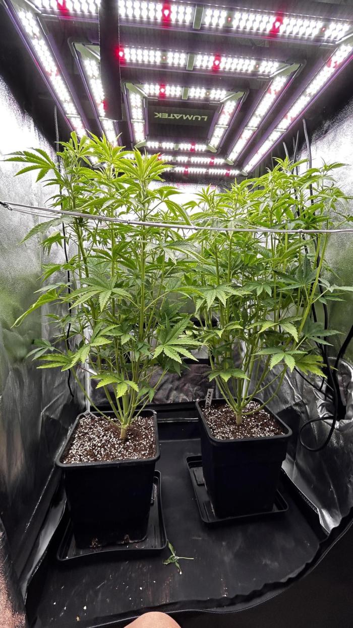 Fast Cakes by Hombre. Week 6