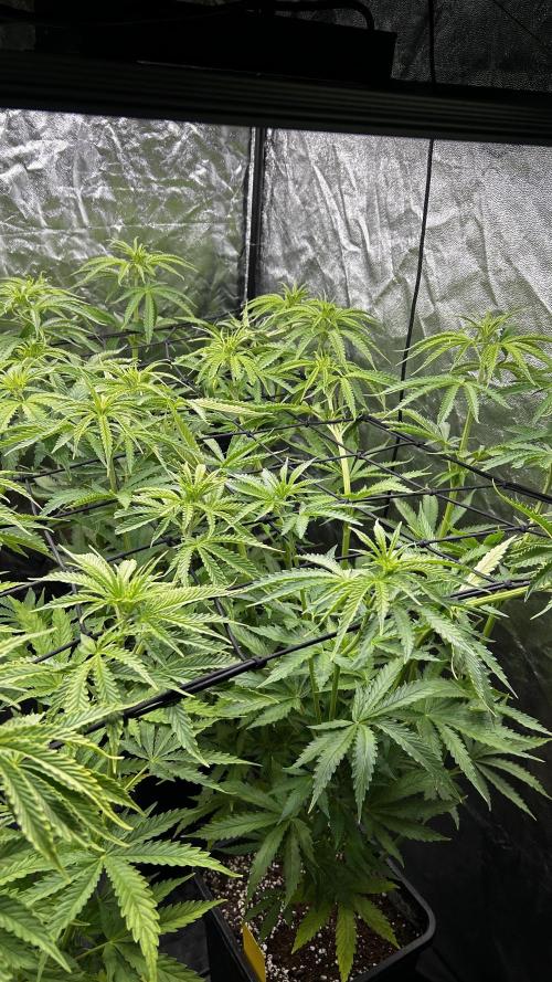 Papaya Zoap F1 Fast by Sweet Seeds. Week 6