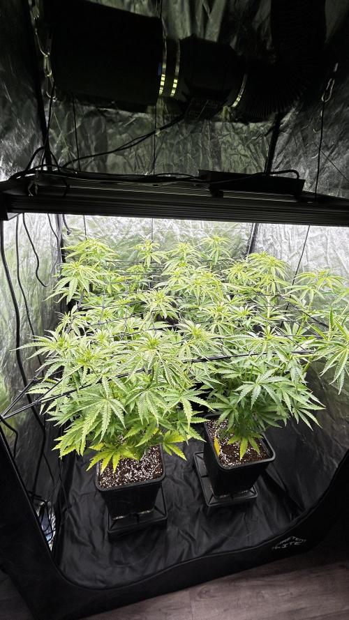 Papaya Zoap F1 Fast by Sweet Seeds. Week 6