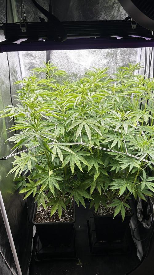 Fast Cakes by Hombre. Week 7