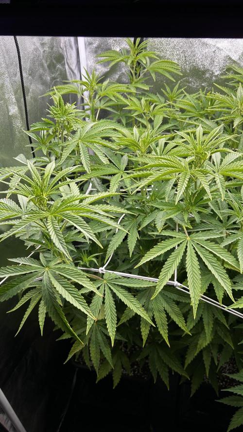 Fast Cakes by Hombre. Week 7