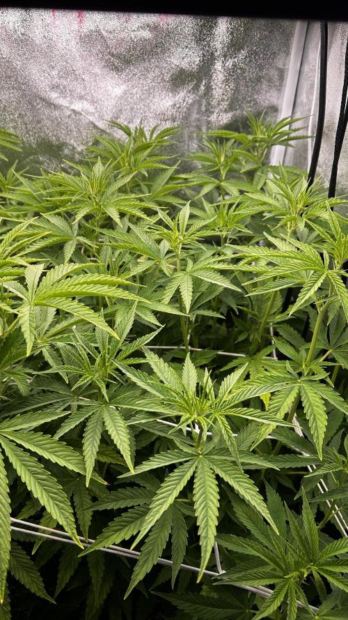 Fast Cakes by Hombre. Week 7